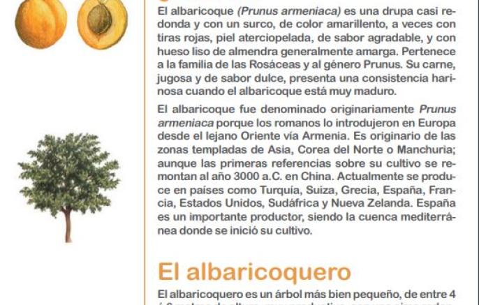 El libro sabio de las frutas y las verduras